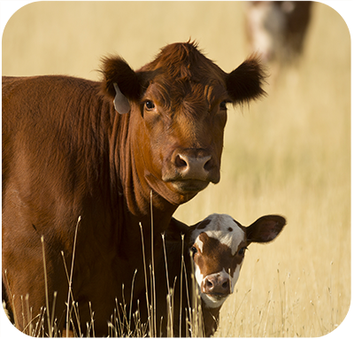 Cow / Calf Image